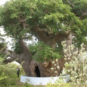 Conserving bio bab trees in Mannar