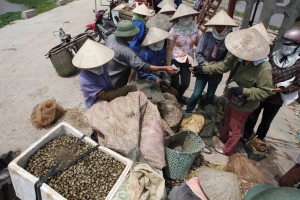 Fisherwomen in Xuan Thuy National Park